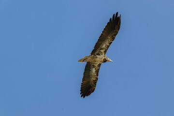 Majestic Andean condor (Vultur gryphus) soaring through the sky