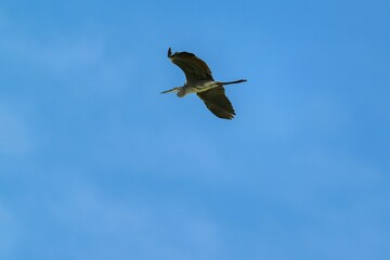 Majestic great blue heron (Ardea herodias) soaring in the sky, with its wings outstretched