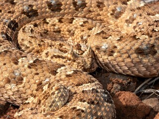 Close-up of a yellow and black Horned Adder (Bitis caudalis), a venomous snake from South Africa