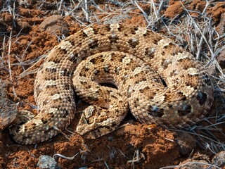 Horned Adder (Bitis caudalis) snake perched atop a patch of dry, sandy soil