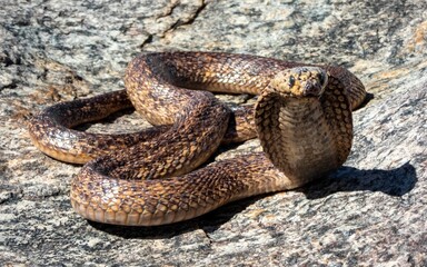 Cape Cobra (Naja nivea) snake is perched atop a large rock in the outdoors, with a tree nearby