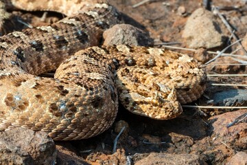 Vibrant Horned Adder snake coiled atop a rocky and sandy environment