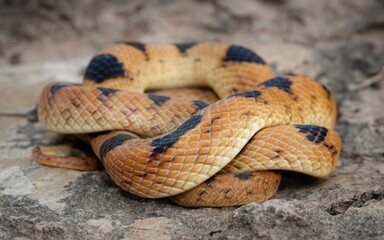 Vivid Beetz' Tiger Snake (Telescopus beetzi), a mildly venomous snake from South Africa