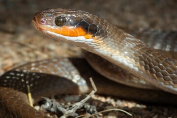 Closeup of a Herald Snake (Crotaphopeltis hotamboeia), a mildly venomous snake from South Africa