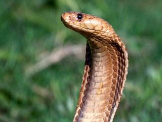 Vivid close-up photograph of a Cape cobra snake in a grassy meadow, (Naja nivea)