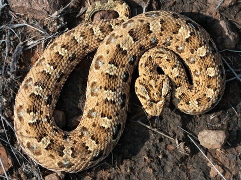Close-up of a yellow and black Horned Adder (Bitis caudalis), a venomous snake from South Africa