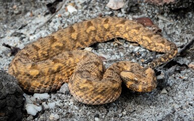 Close-up photo of a Red Adder (Bitis rubida) coiled up on a bed of pebbles and dirt