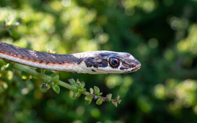 Karoo Sand Snake in a lush green jungle. a mildly venomous species from South Africa