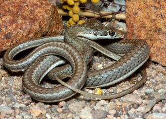 Close-up of A Karoo Sand Snake curled up against a background of sand, rocks and wildflowers
