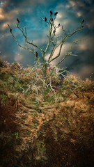 Group of cormorants perched in a sparse tree atop a snow-covered mountain landscape