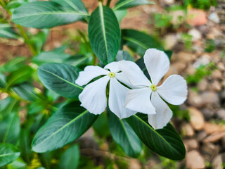 White periwinkle flower in the garden