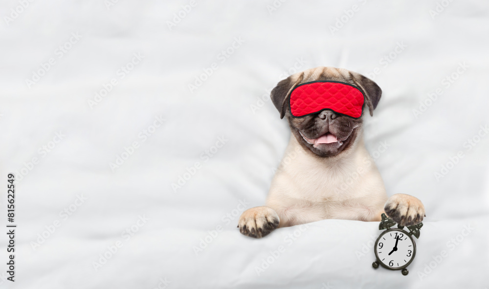 Poster pug puppy with towel on it head wearing sleeping mask sleeps on a bed at home and holds alarm clock.