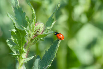 ladybug perching on the plant stem close-up