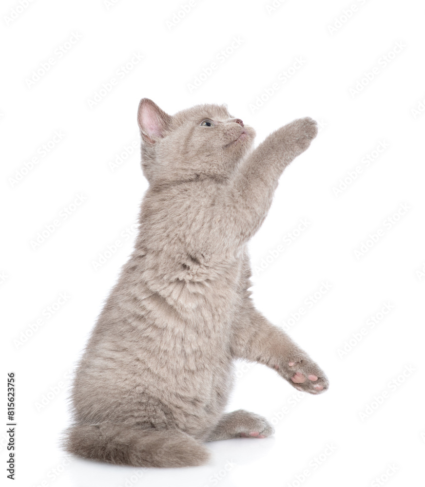 Poster playful gray kitten looks away and up on empty space. isolated on white background