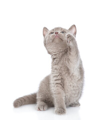 Playful gray kitten sits and looks away and up on empty space. isolated on white background