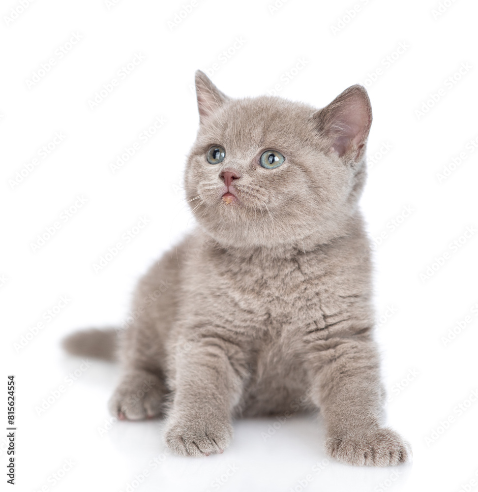 Aufkleber playful gray kitten sitting and looking up on empty space. isolated on white background