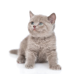 Obraz premium Playful gray kitten sitting and looking up on empty space. isolated on white background