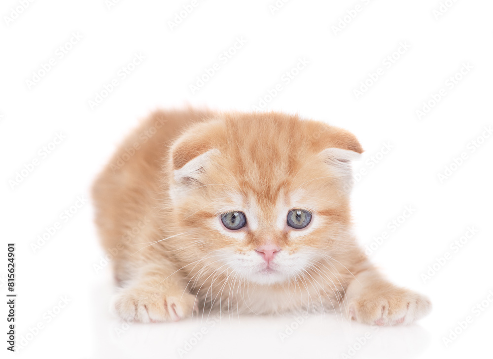 Poster hunting playful ginger kitten lying and looking at camera. isolated on white background