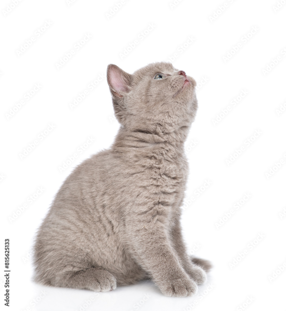 Poster baby kitten sits and looks away and up on empty space. isolated on white background
