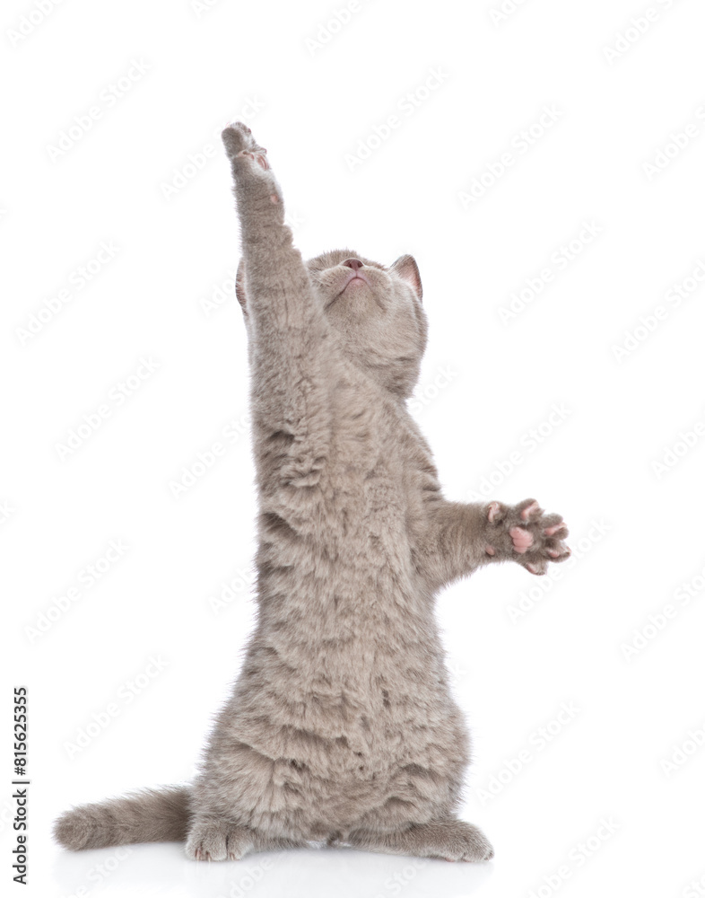 Poster playful gray kitten standing on hind legs and looks up on empty space. isolated on white background