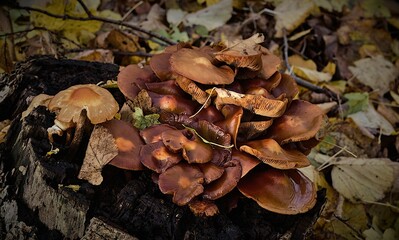 Closeup of mushrooms growing in a forest