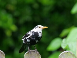 Closeup of a Common blackbird perched on a wooden fence post