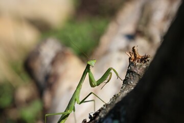 Closeup of a green praying mantis on a plant