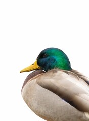Profile of a female mallard duck isolated on a white background.