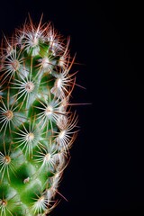 Spiky green cactus stands tall against a dark background.
