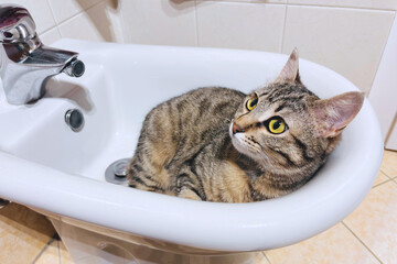 gattina nel bidet del bagno, female kitten in the bidet of the bath room