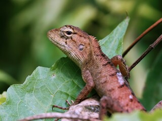 Closeup shot of an oriental garden lizard on a branch