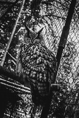 an owl perched on the branches of a tree, inside a cage