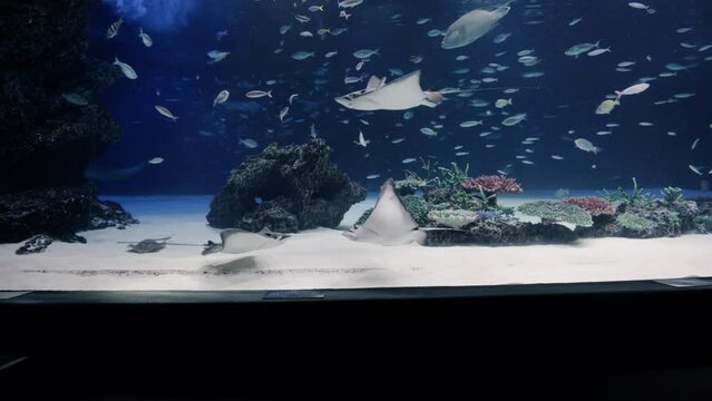 水族館　巨大水槽
