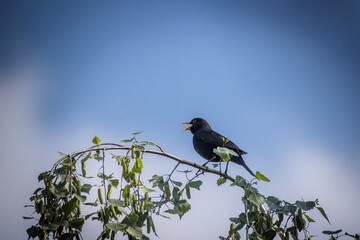A common male blackbird (Turdus merula) sits on the birch branch and sings its song on a sunny...