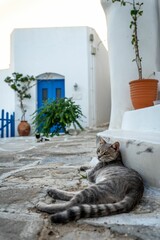 White and black cat lying in a relaxed position on a concrete sidewalk next to a building