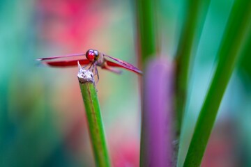Macro of a dragonfly on a plant at Butterfly Sanctuary, Lazi, Siquijor, Philippines