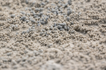 Ghost crab (Ocypode quadrata) on the sand beach in perfect macro details.