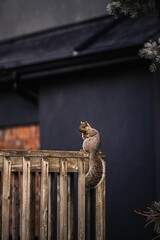 Vertical shot of an adorable brown squirrel perched atop a rustic wooden fence