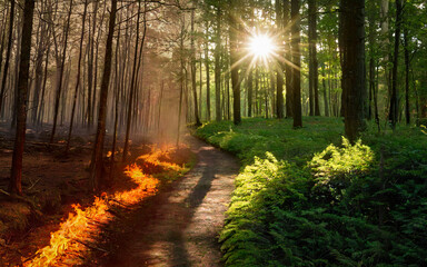 Obraz premium pine forest before and after the fire. ecology, environment, environmental protection