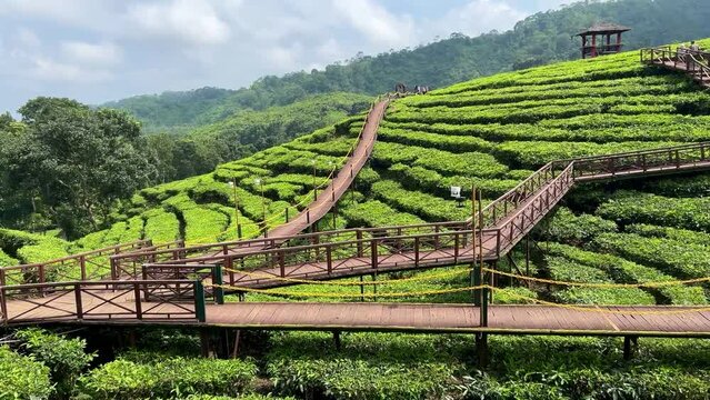 Landscape of fresh green tea leaves on a bush in Gunung Gambir, Jember, Indonesia. Slow panning captures the vibrant, lush tea plantations, highlighting the natural beauty and vitality of the leaves.