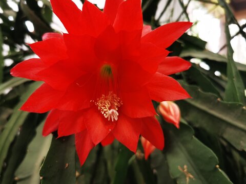 texture of petals on a beautiful red flower. Blooming Orchid Cactus. Disocactus ackermannii