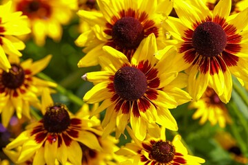 large group of yellow flower with red center surrounded by other flowers