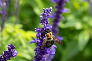 Orange and black bee sits atop a purple flower surrounded by lush, green leaves, basking in the sun
