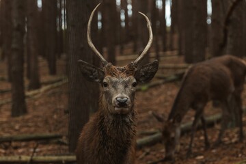 White-tailed deer standing in a lush green forest.