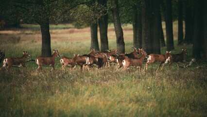 Group of white-tailed deer running across a lush green grassy meadow.