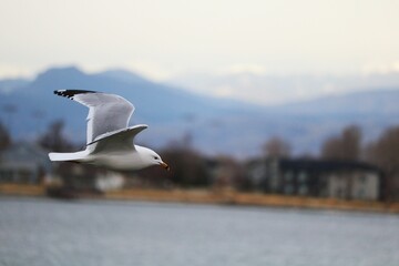 Seagull in flight over a tranquil lake surrounded by majestic snow-capped mountains
