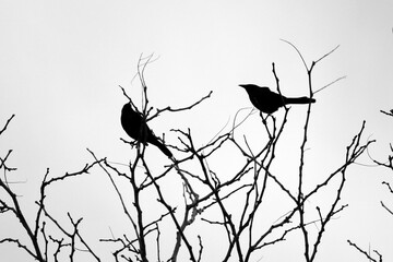 two birds on the top of branches while the sun is low in the sky