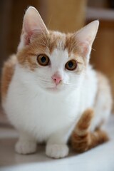 Vertical shot of a cute white and orange tabby cat with a curious expression looking into the camera