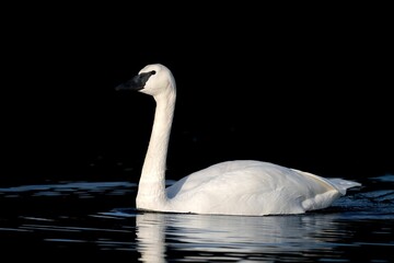 Graceful trumpeter swan swimming through at Esquimalt Lagoon, Victoria, BC, Canada