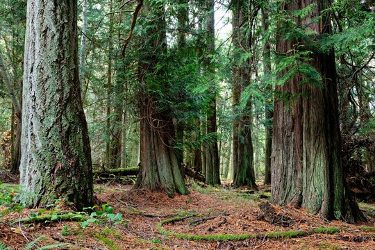 Fir and cedar tree grove on the Chris Hadfield Trail, Salt Spring Island, BC, Canada